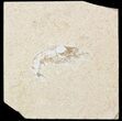 Cretaceous Fossil Shrimp - Lebanon #48556-1